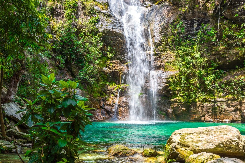 Algas Marinhas Verdes Cobertas De Pedra Na água Do Mar Belas Musas